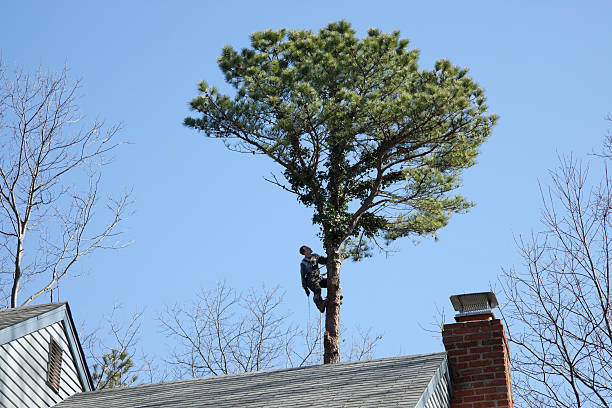 Best Arborist Consultation Services  in Davidson, NC